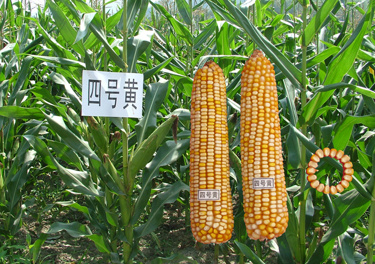 玉米新品种安玉系列